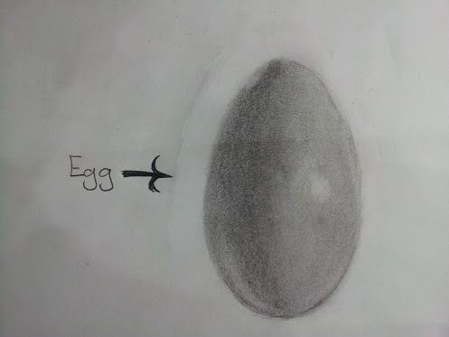 Egg2-16Oct2012.jpg