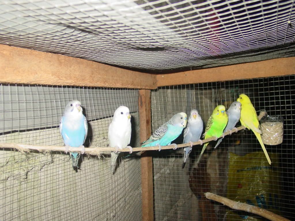 budgies