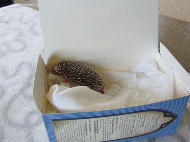 Obrazek
