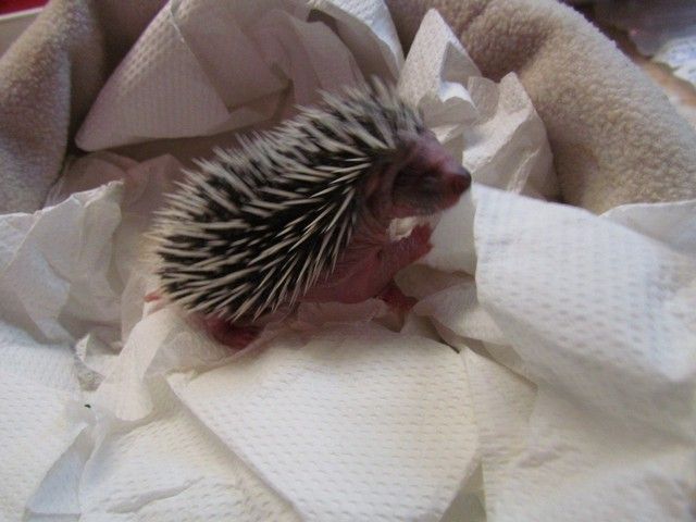 Obrazek