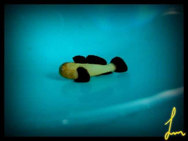 Panda Gobies