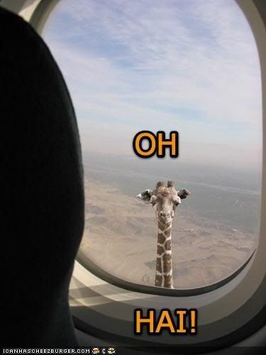 funny-pictures-giraffe-airplane-win.jpg