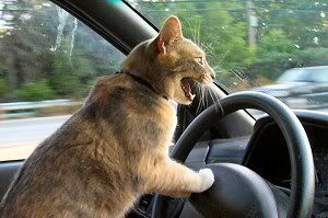 angry cat car photo: don't drive angry driveangry.jpg