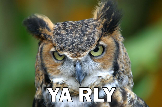 owl_yarly.png