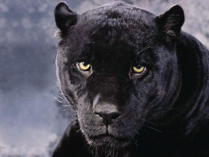 1178193448_animals_28.jpg