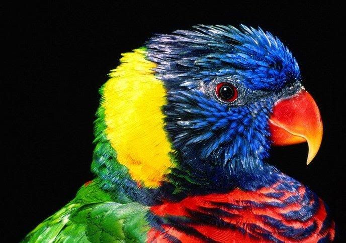 1178193448_animals_29.jpg