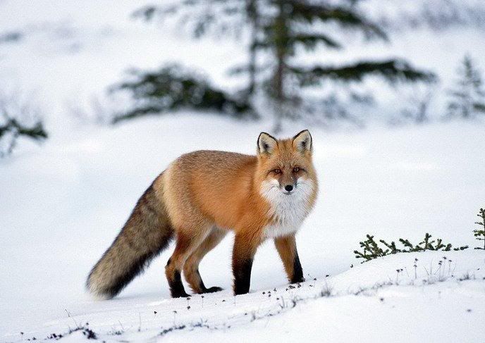 1178193448_animals_36.jpg