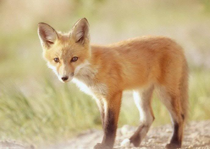 1178193448_animals_38.jpg