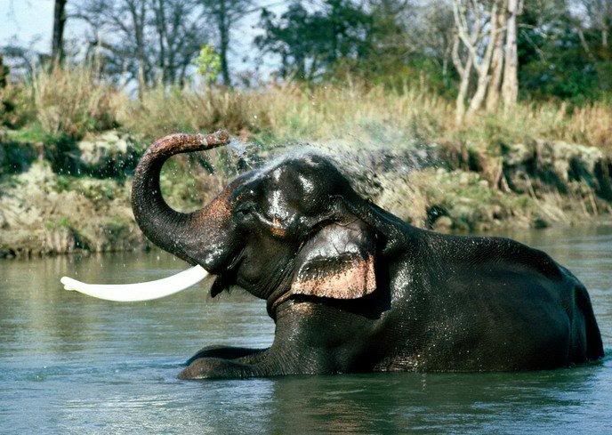 1178193448_animals_41.jpg
