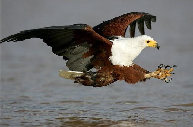 1178195925_animals_20.jpg