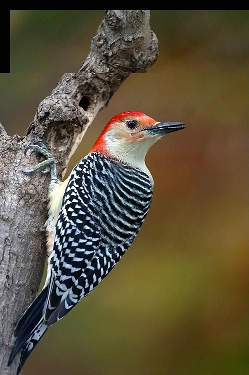 1178195925_animals_32.jpg