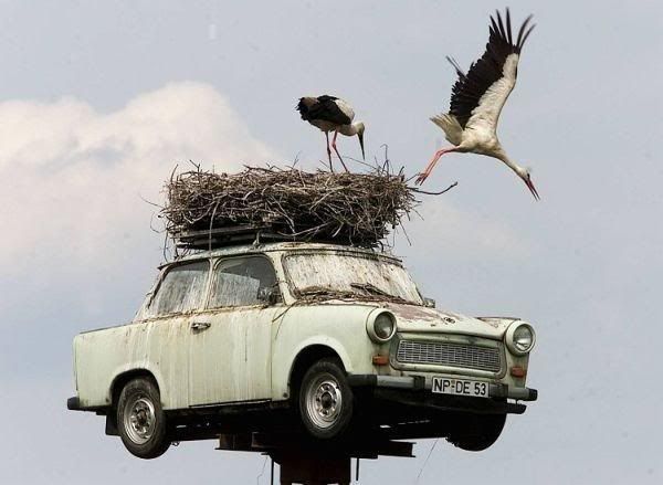 1194792955_trabant01.jpg