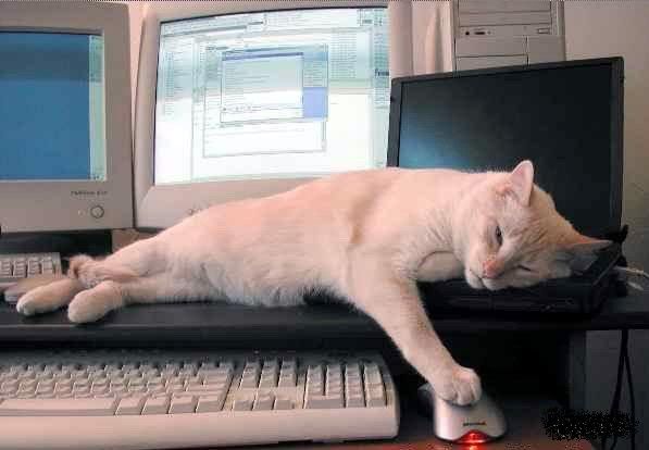 1225368700_hornoxe_com_picdump62_10.jpg
