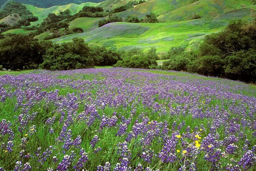 93695fields7122249lopu5.jpg