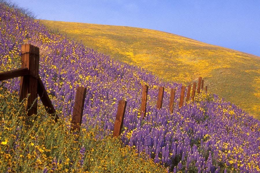 93698fields612216loin4.jpg