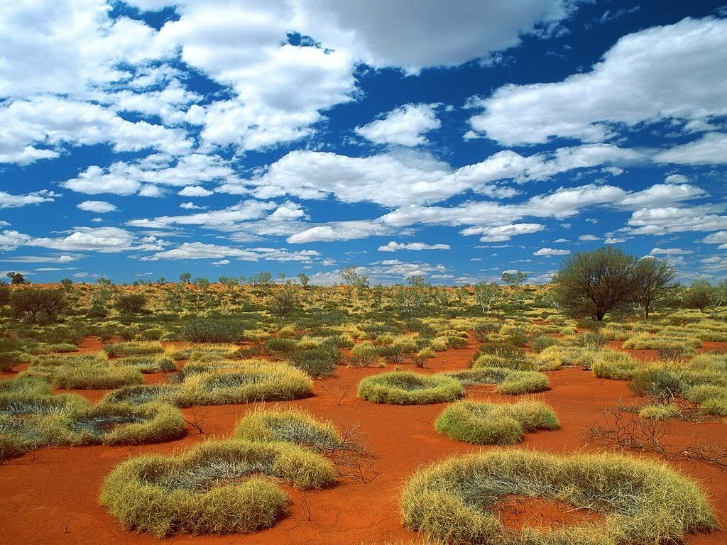 OldSpinifexRingsLittleSandyDesertAu.jpg