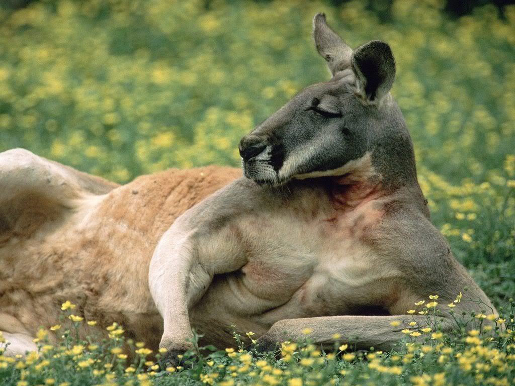 RedKangarooAustralia.jpg