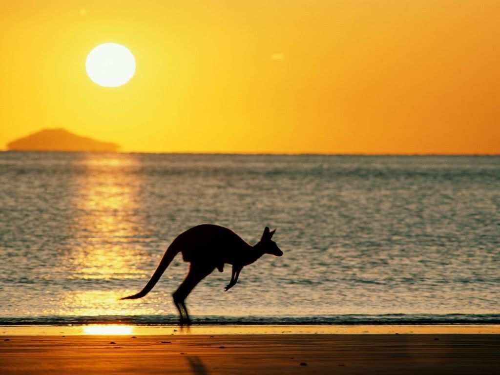 TakingJoeyHomeAustralia.jpg