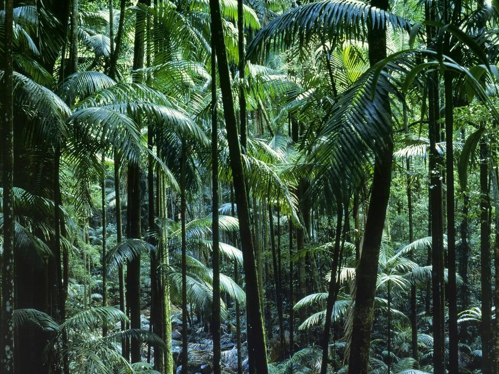 TamborineNationalParkQueenslandAust.jpg
