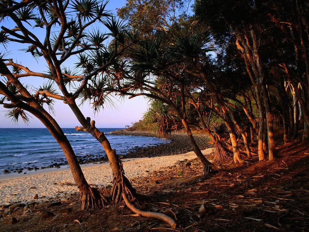TeaTreeBeachNoosaNationalParkQueens.jpg