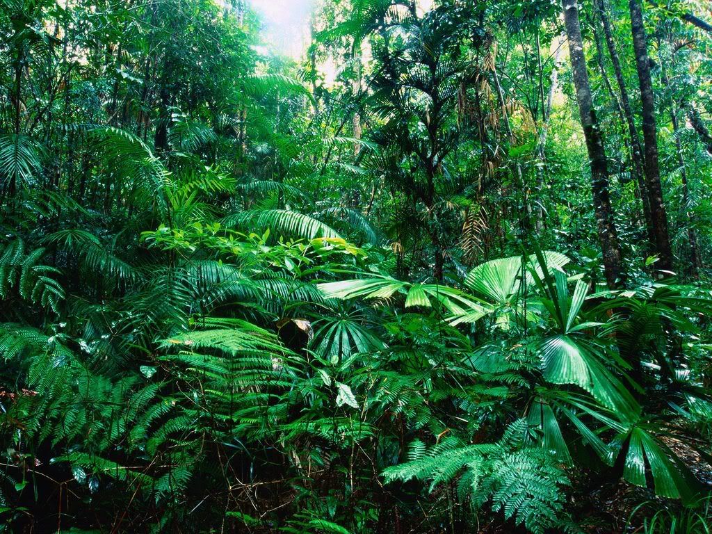 TropicalRainforestLaceyCreekQueensl.jpg