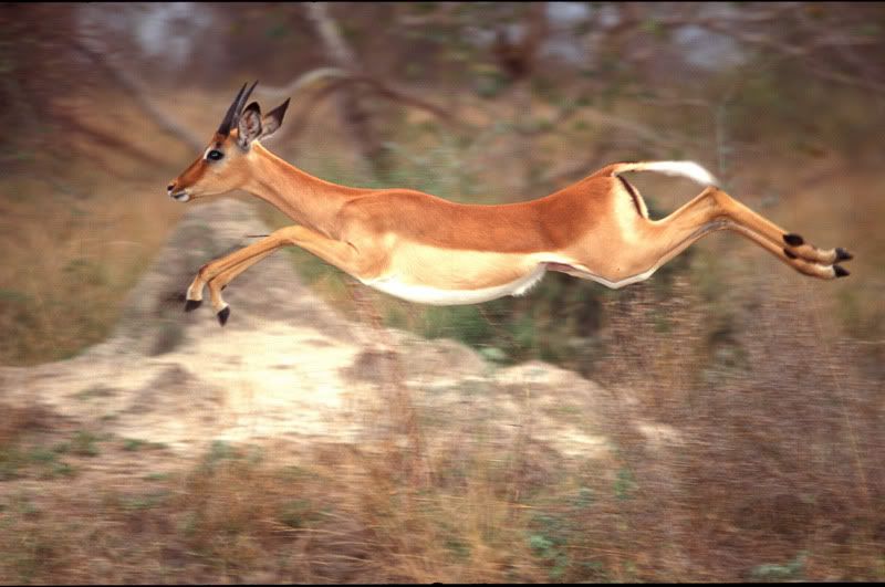 impala.jpg