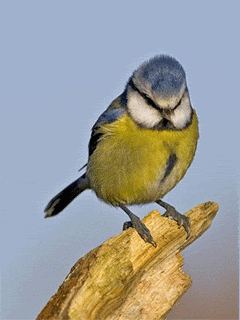 Animated103.gif