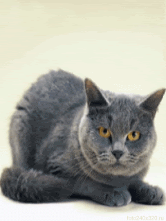 Animated106.gif