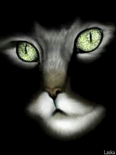 Animated181.gif