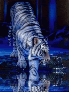 Animated191.gif