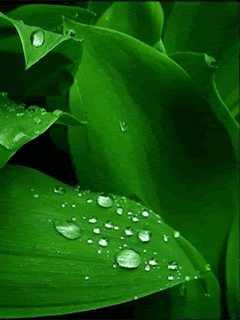 Animated197.gif