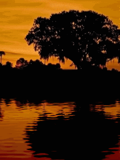 Animated25.gif