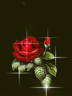 Animated33.gif