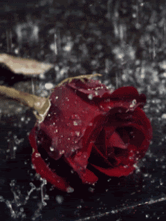 Animated39.gif