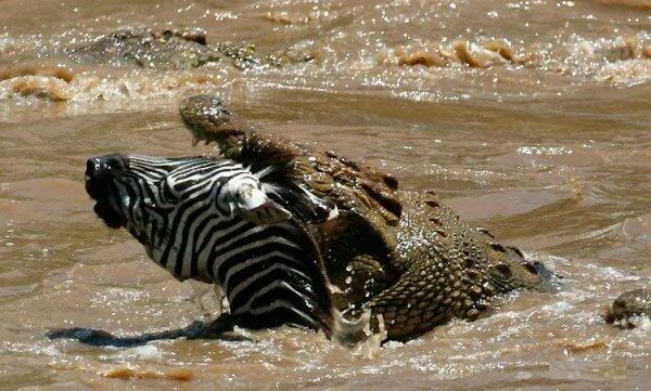 1227811128_zebra02.jpg