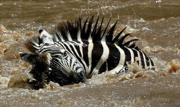 1227811132_zebra03.jpg
