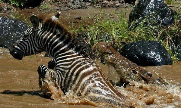 1227811136_zebra04.jpg