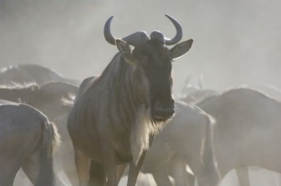 151Vahsi90372_04.jpg