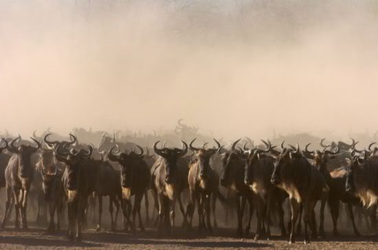 151Vahsi90372_13.jpg