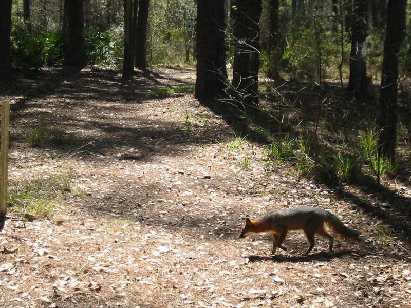 24-gray-fox.jpg