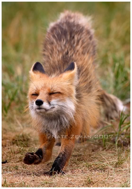Fox_Yoga_by_Nzeman.jpg