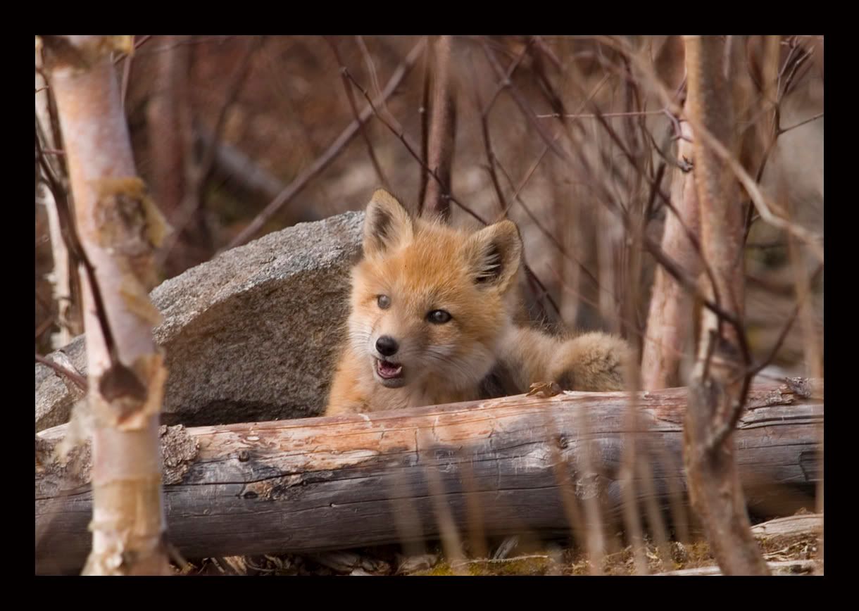 Fuzzy_with_Fangs_by_Easterncurrents.jpg