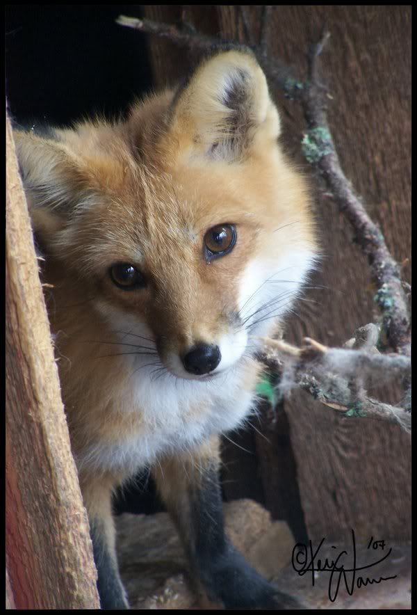 Peeking_Fox_by_Keimoni.jpg