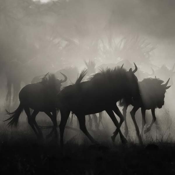 animals_005.jpg
