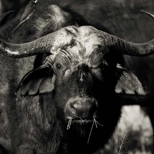 animals_006.jpg