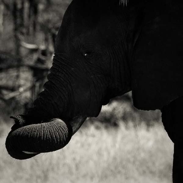 animals_007.jpg