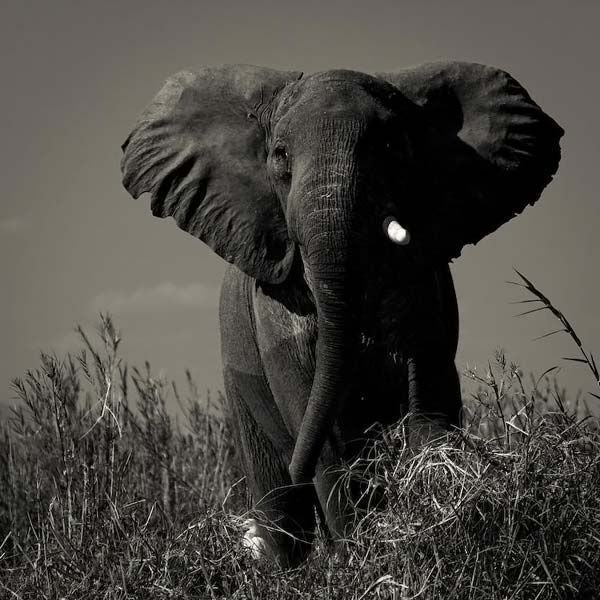 animals_009.jpg