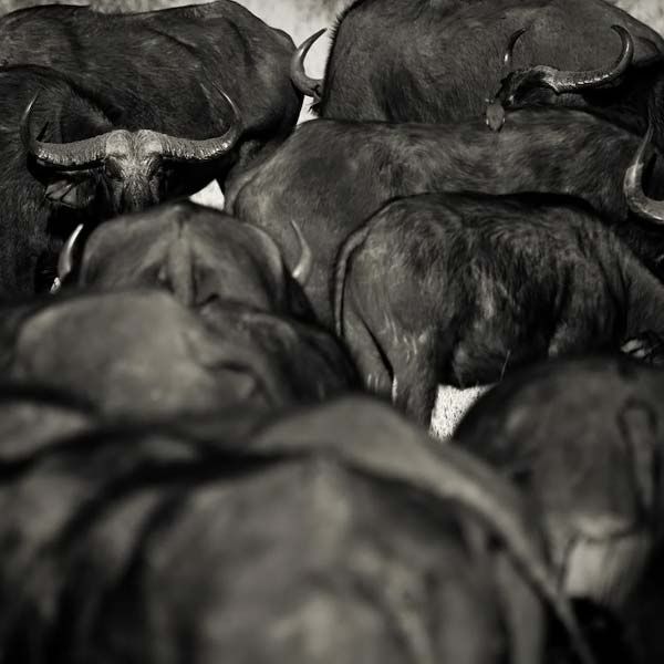animals_012.jpg