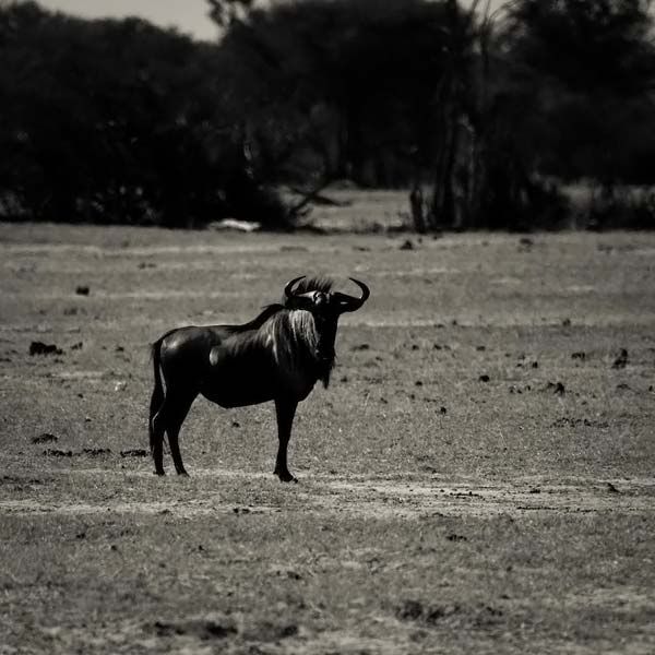 animals_013.jpg