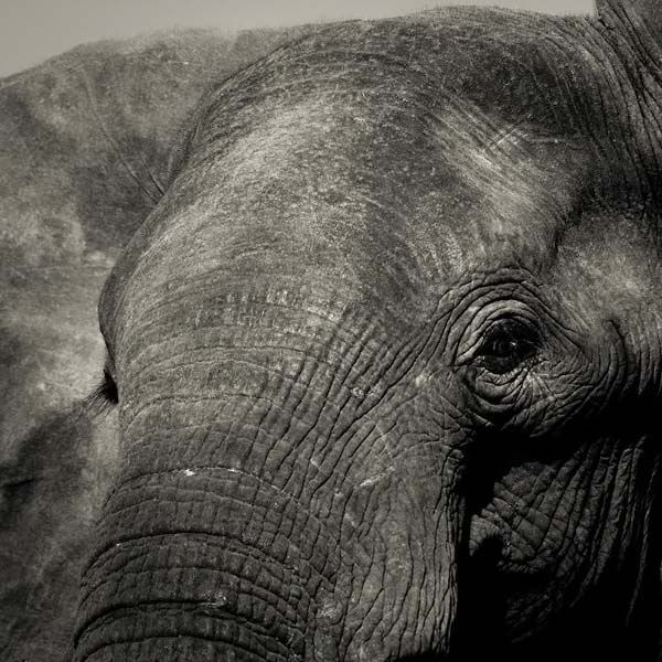 animals_014.jpg